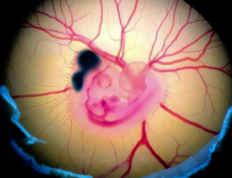 El cerebro de las aves tiene neuronas y circuitos diferentes al de los mamíferos