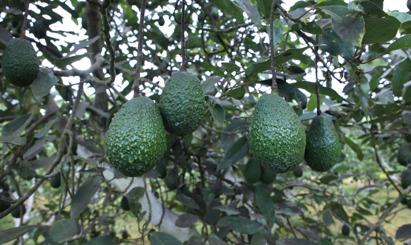 Aguacate Hass guatemalteco. / Foto: MAGA.