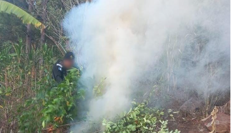 De acuerdo con el avalúo oficial, esta plantación tenía un valor aproximado de 13 mil 023.24 quetzales. / Foto: PNC