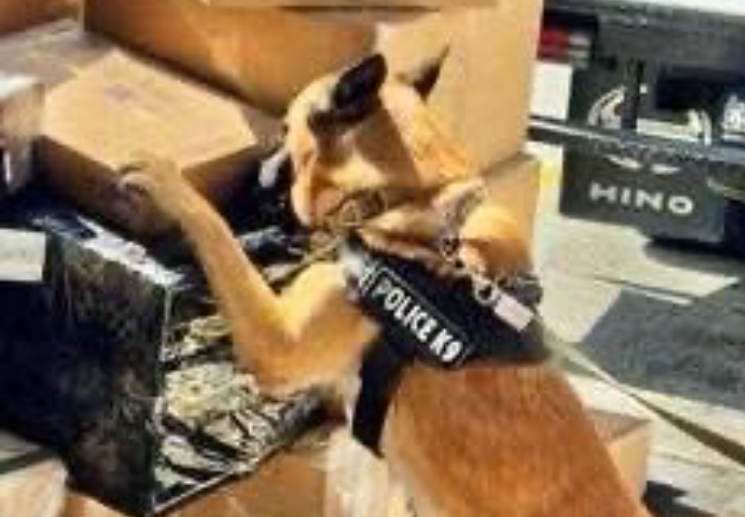 Operativo en Combex-IM: K9 detecta cocaína con destino internacional