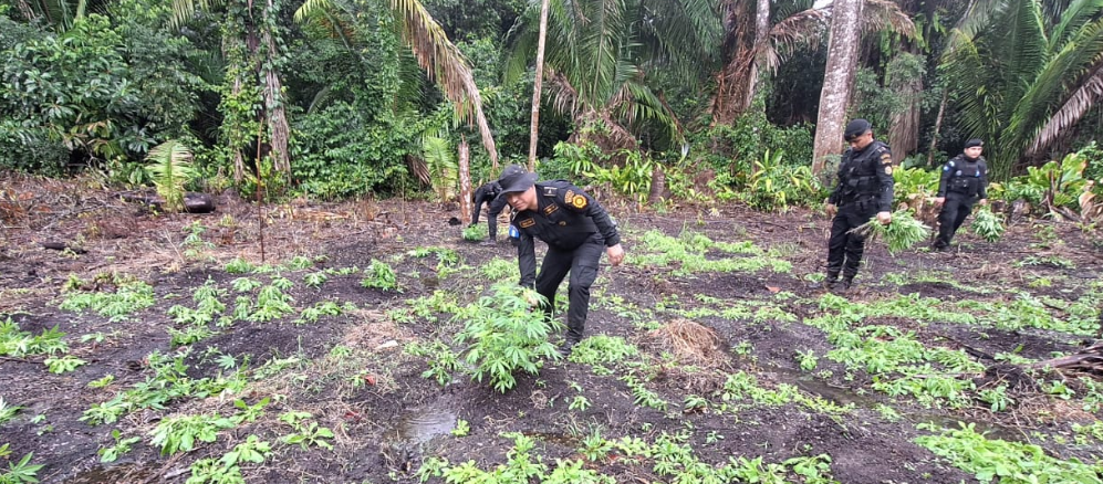 PNC erradica matas de marihuana y coca en San Marcos y Petén. (Foto: PNC)