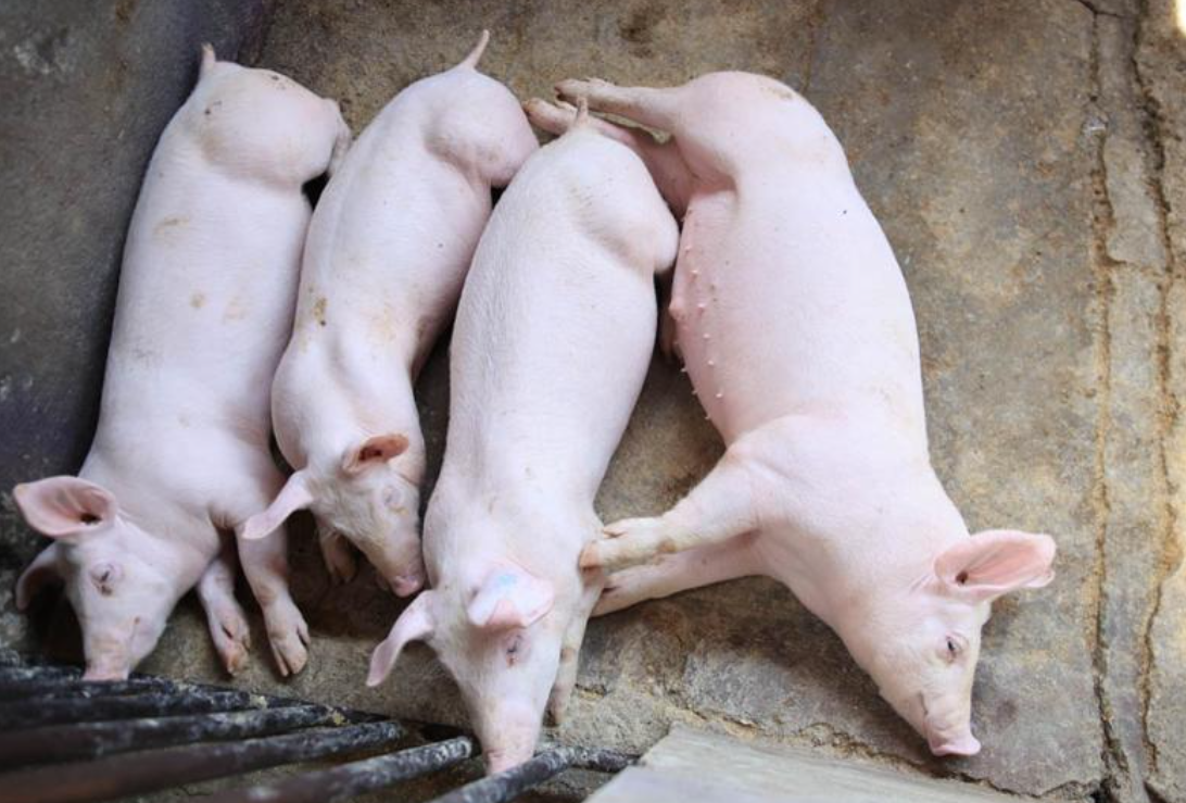 Garantizar una producción porcina sana es parte del compromiso del MAGA con la seguridad alimentaria del país. / Foto: MAGA