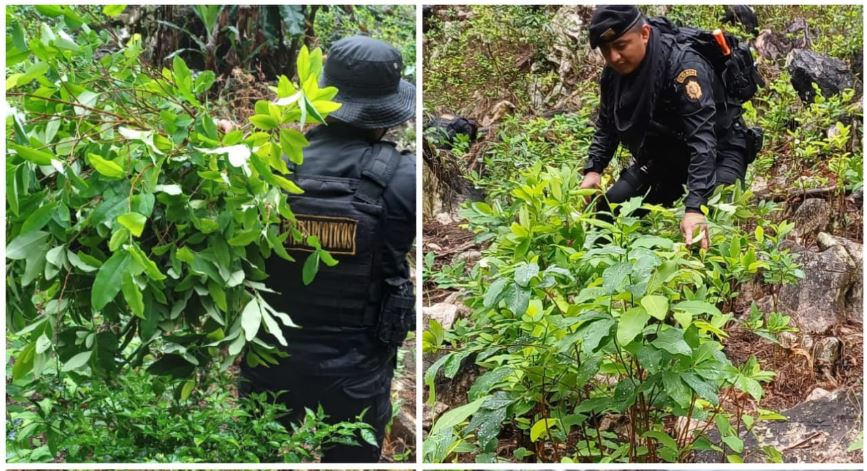 Erradicación de plantaciones en Izabal y Totonicapán