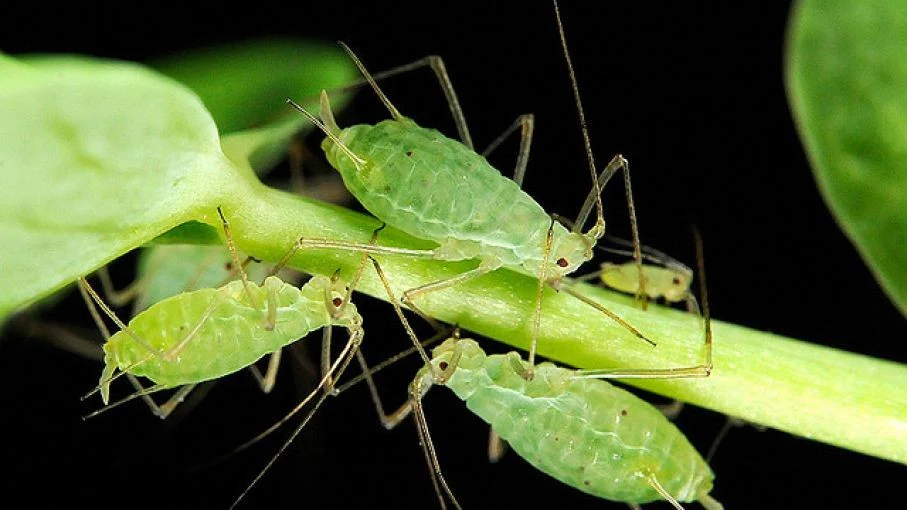 Demuestran que dar azúcar a las hormigas las hace depredar pulgones en invernaderos