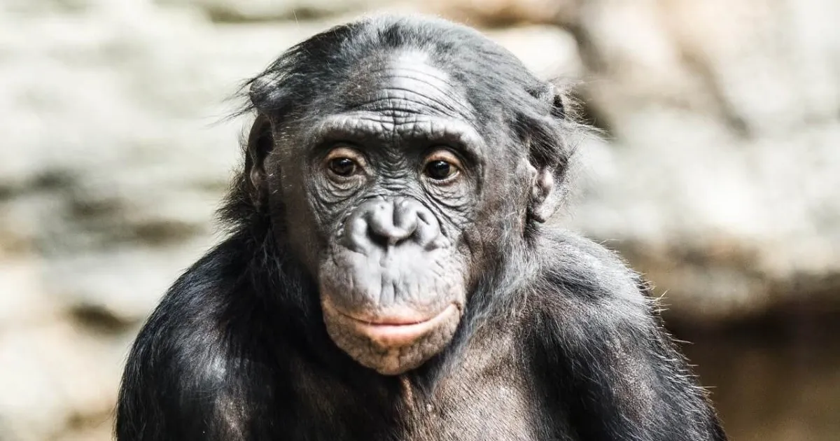 Estudio revela la capacidad de los bonobos de ayudar a los humanos. / Foto: Muy Interesante.