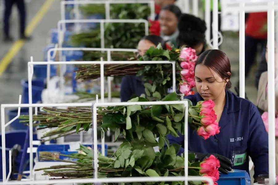 Colombia exporta este año mil millones de flores, industria que toma auge con motivo de San Valentín.