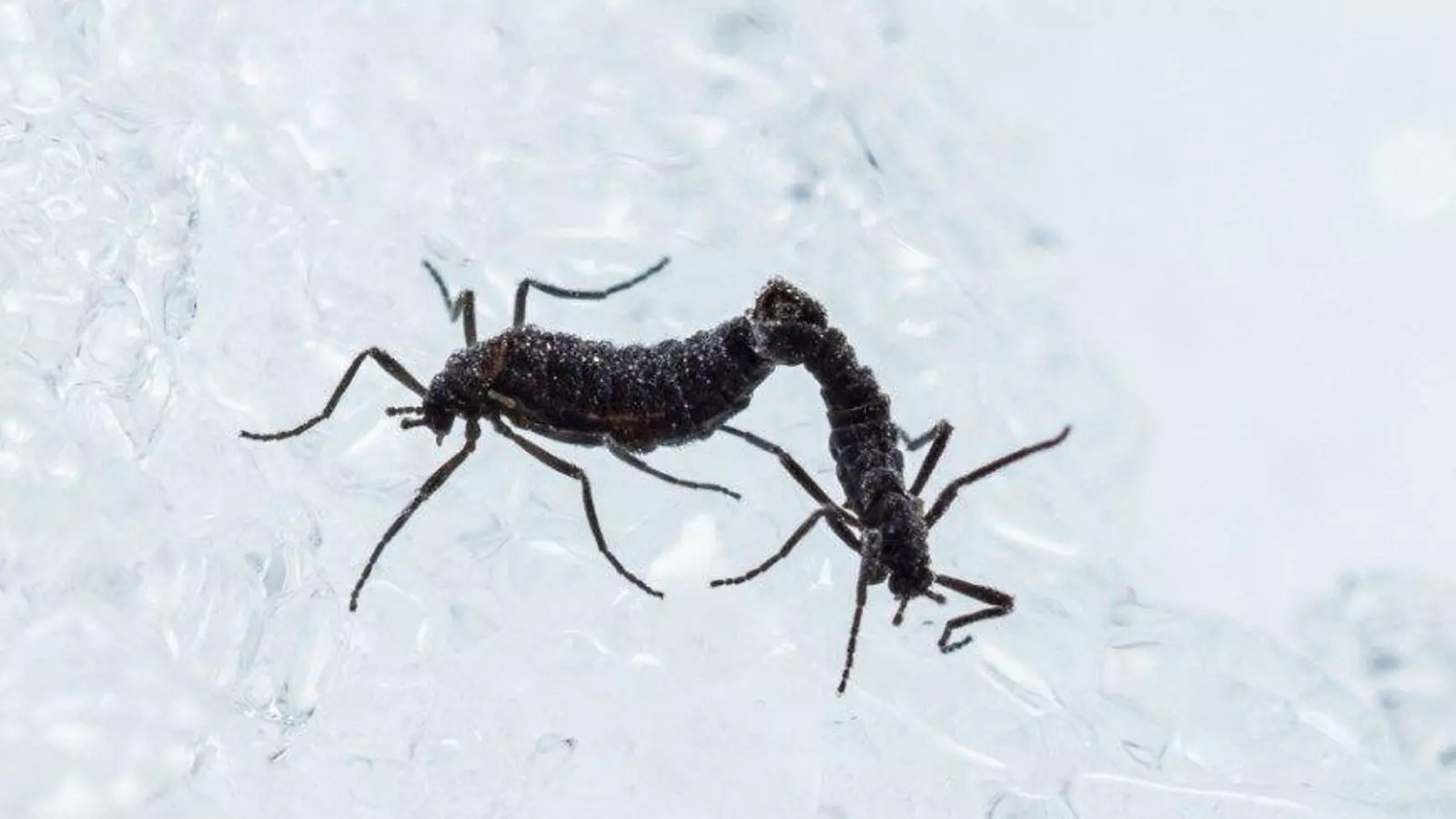 Descubren el mecanismo de supervivencia del único insecto autóctono de la Antártida