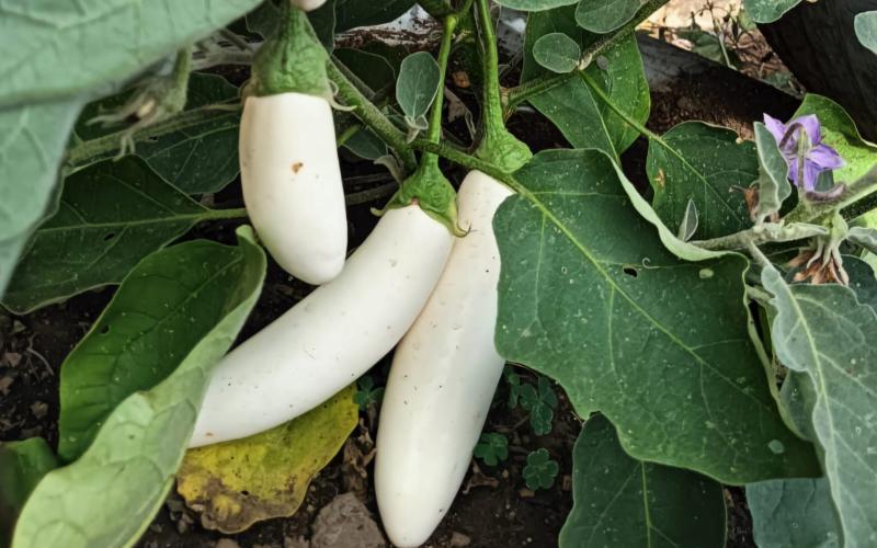 Impulsan el cultivo de berenjena blanca en el país. / Foto: MAGA.
