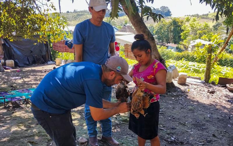 MAGA beneficia con jornada de vacunación de aves de traspatio a vecinos de Santa Ana, Petén. / Foto: MAGA.