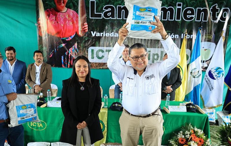 Guatemala presenta nueva variedad de maíz blanco con alto rendimiento