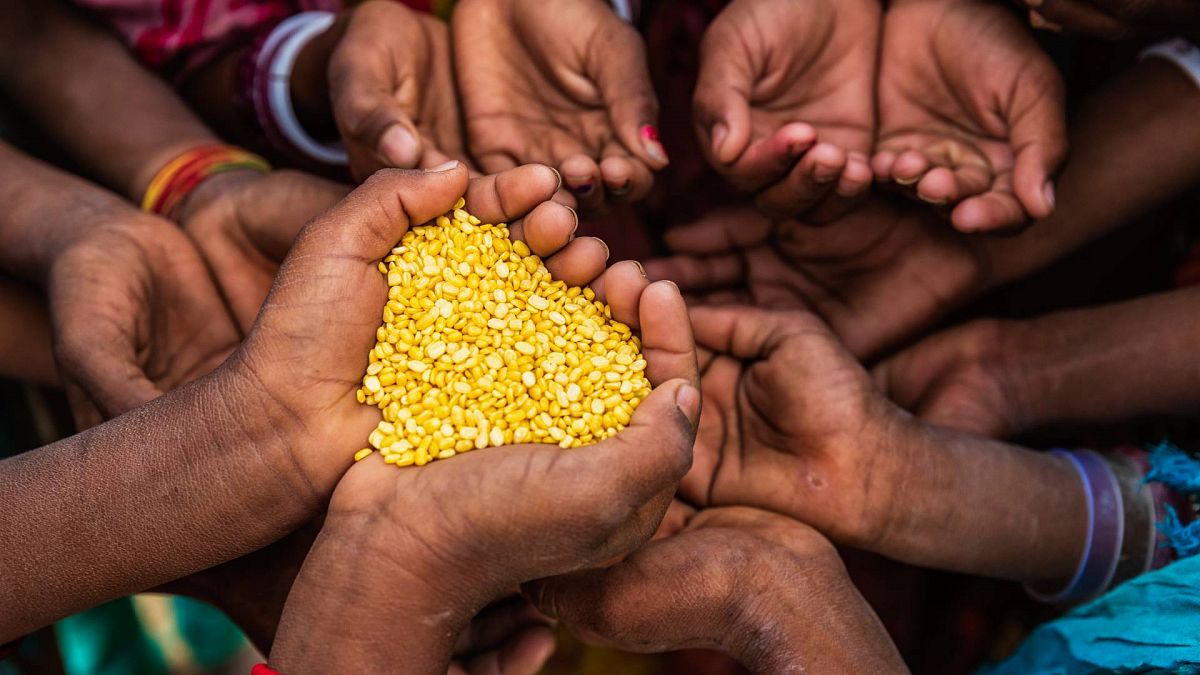 Piden investigación científica sobre el fósforo para paliar crisis alimentaria en África. / Foto: RTVEes.