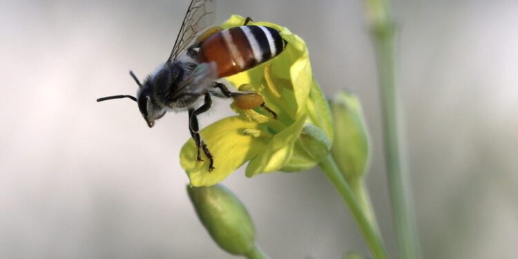 Plaguicidas afectan el ciclo de la biodiversidad, revela estudio reciente. / Foto: EFEVERDE.
