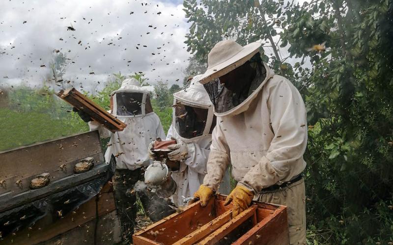 Producción apícola se fortalece en comunidades de Petén. / Foto: MAGA.