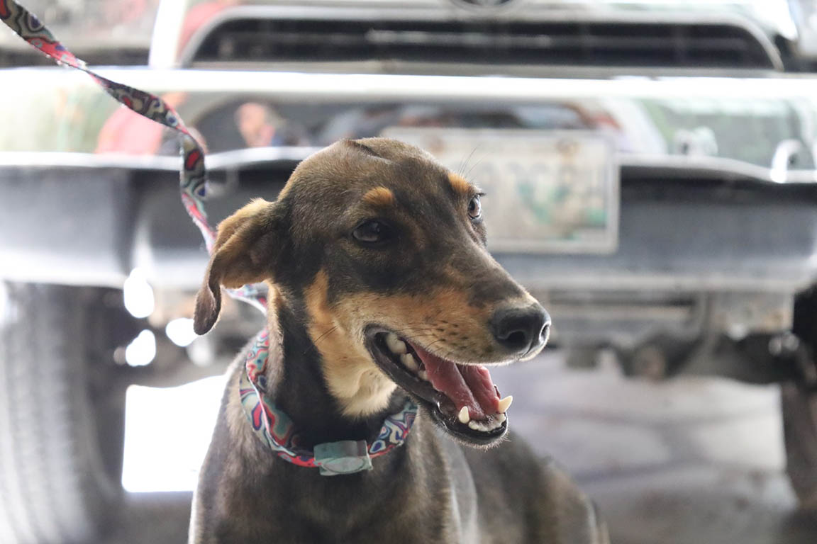 Rescatan perros en San Pedro Pinula, Jalapa. / Foto: MAGA.