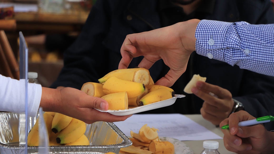 Esta variedad, desarrollada en la República de China (Taiwán), se caracteriza por su resistencia al hongo Fusarium R4T. / Foto: MAGA.