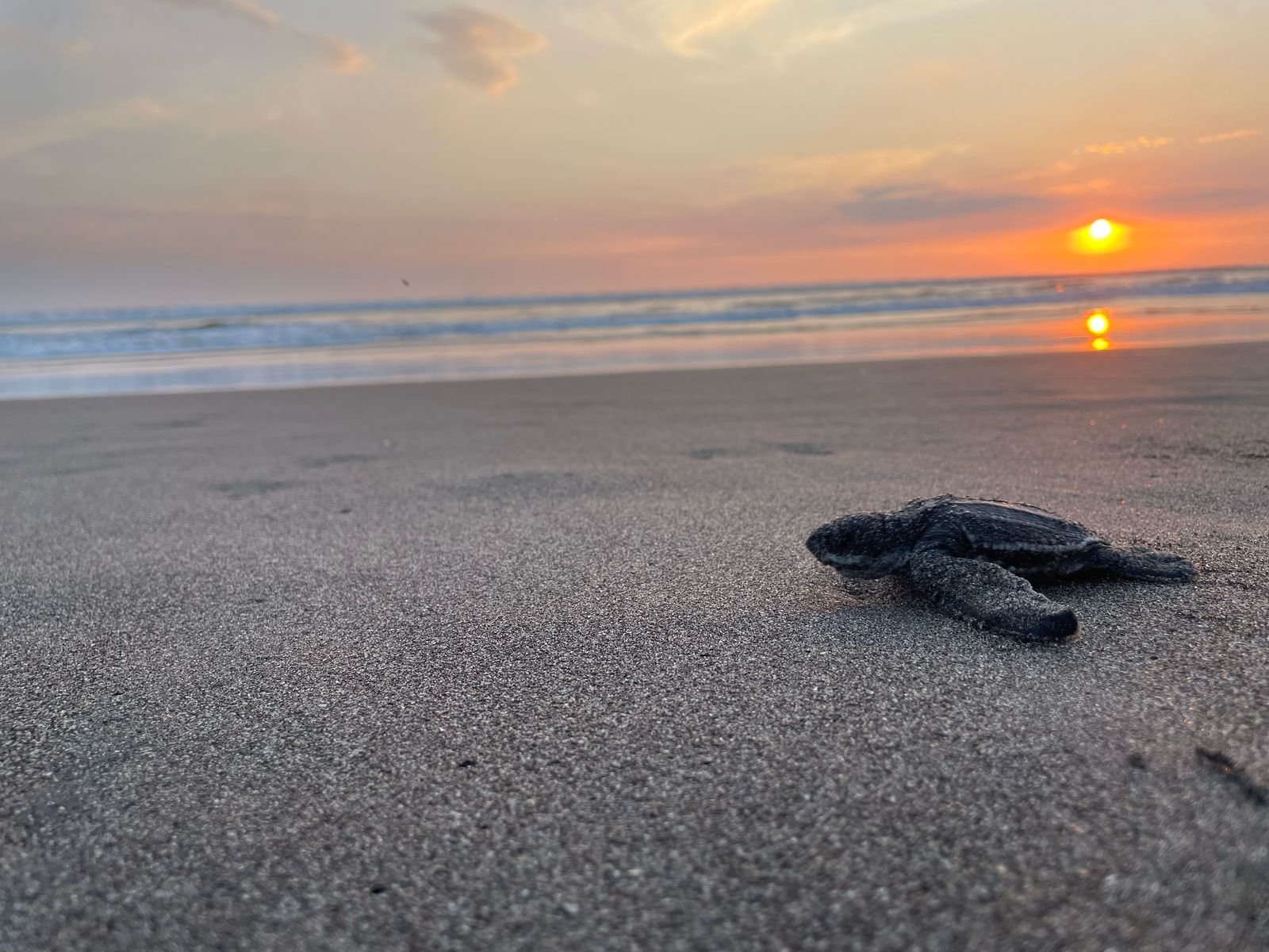 Vuelven a nacer tortugas baule en las playas de Guatemala