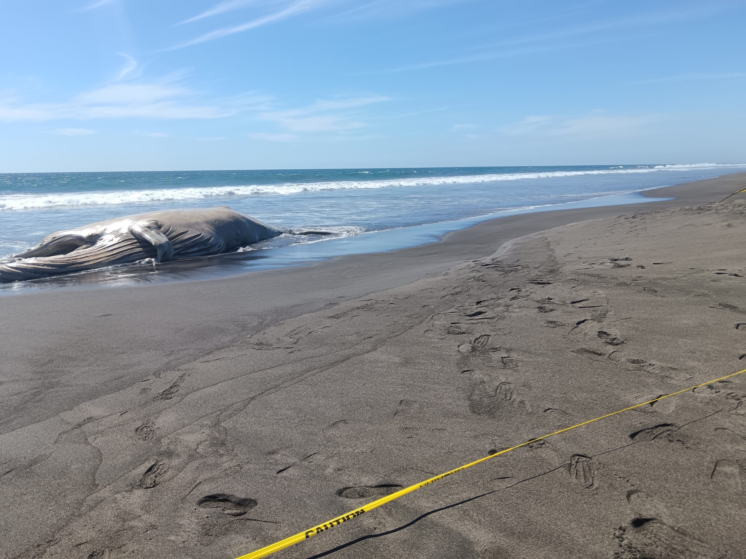 Conap coordina acciones por muerte de una ballena