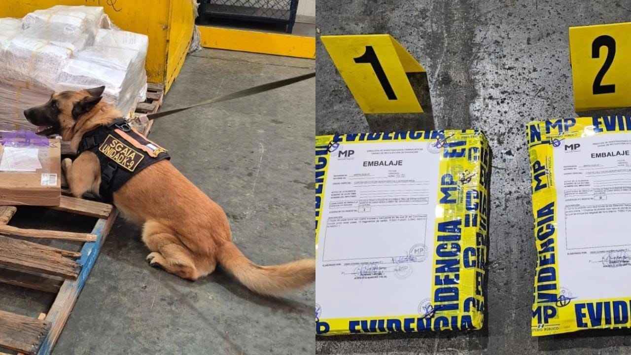 EE. UU. destaca trabajo de perros K9 en la lucha contra el narcotráfico