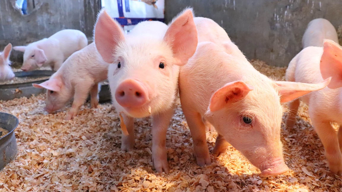 El MAGA reitera su compromiso con la producción de alimentos sanos y seguros, con la búsqueda de la certificación de país libre de peste porcina clásica. / Foto: MAGA.