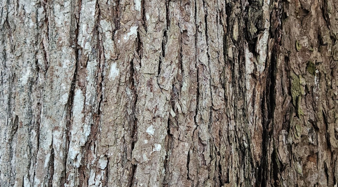 El árbol de caoba y su conservación a través de incentivos forestales en Petén