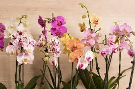 Último día para disfrutar de la Exposición Nacional de Orquídeas