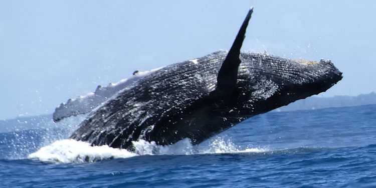 La orina de las ballenas es el fertilizante natural de los océanos cargado de nutrientes