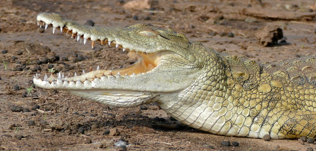 ¡No comas carne de animales silvestres!, el mensaje del Conap en Cuaresma