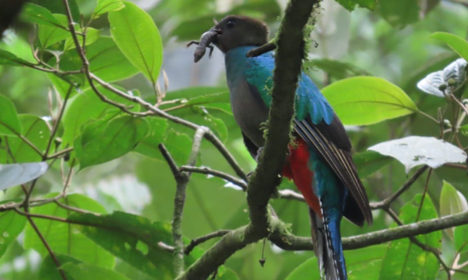 Avistan Quetzal en el Parque Regional Municipal San Rafael Pie de la Cuesta "Refugio del Quetzal". (Foto: Conap)