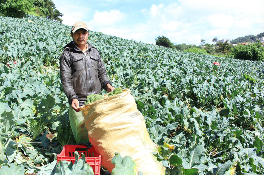 Crédito Tob'anik está diseñado especialmente para aquellos agricultores que encuentran obstáculos en el acceso a financiamiento a través de la banca tradicional. / Foto: MAGA.