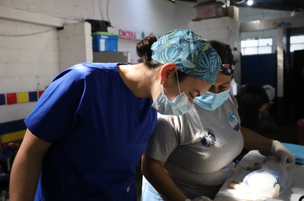 Realizan jornada de esterilización de gatos en la zona 7 capitalina. /Foto: MAGA.