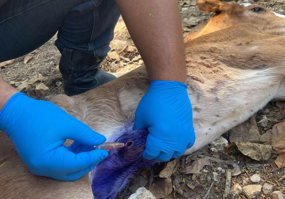 Ante la persistencia en los casos del gusano barrenador, el MAGA reitera que continuará con las medidas de prevención y control para salvaguardar la producción ganadera. / Foto: MAGA.