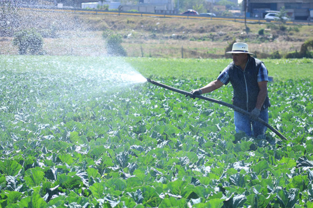 Crédito Tob’anik ofrece hasta 150 mil quetzales a pequeños y 300 mil quetzales a medianos productores