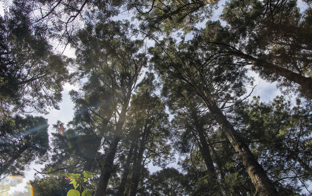 Hoy es el Día de los Bosques, una barrera verde de múltiples beneficios