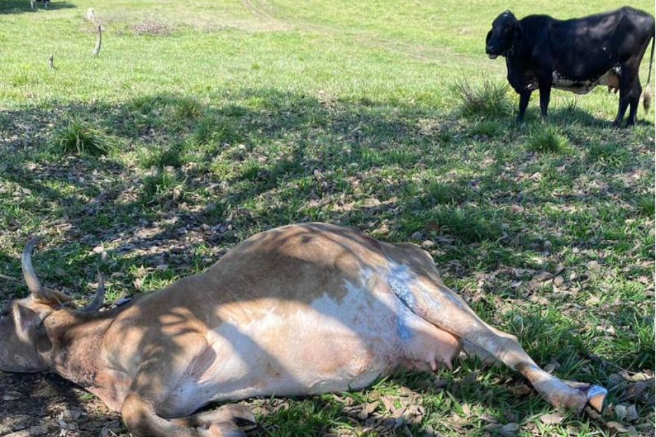 Experta del USDA supervisó acciones contra el gusano barrenador del ganado en Guatemala