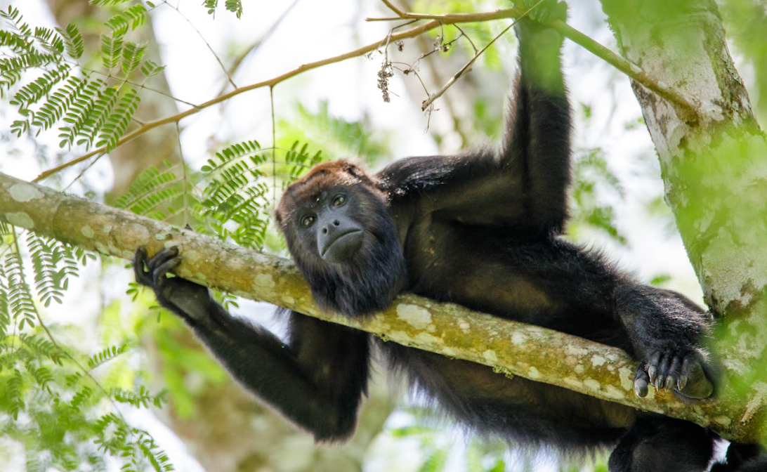 ¡Cuidado!, alimentar o acercarse a la fauna silvestre la afecta negativamente