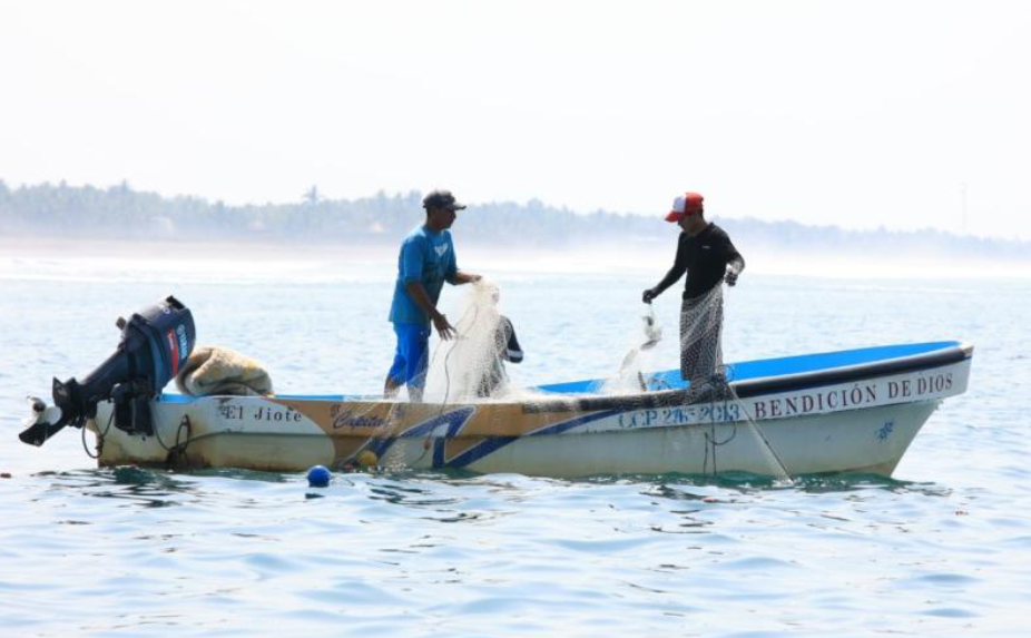 Esta regulación busca asegurar la conservación de especies fundamentales para la salud de los arrecifes coralinos. / Foto: MAGA