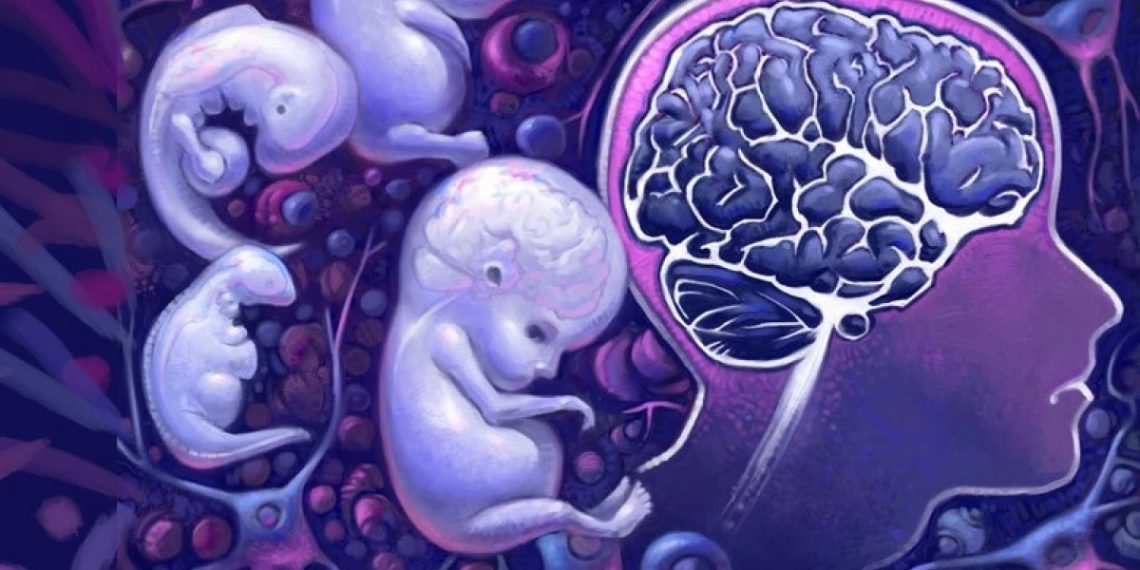 Cerebro en desarrollo es capaz de reajustar funciones cuando falta una parte del cuerpo
