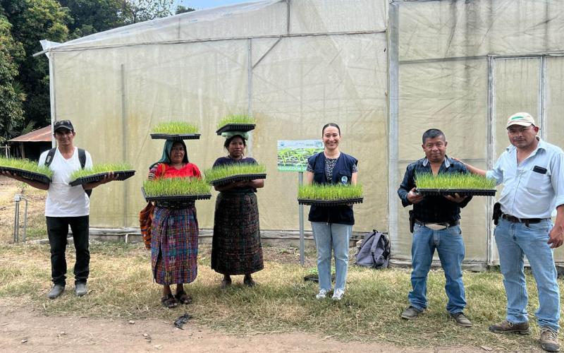 Entregan pilones de cebolla en Baja Verapaz para fomentar producción agrícola local. / Foto: MAGA.