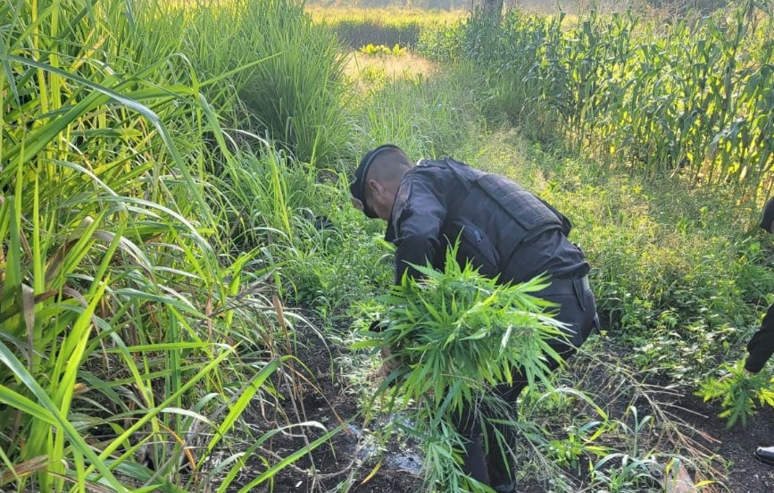 Operativo permitió erradicación de marihuana en Las Cruces, Petén. / Foto: PNC.