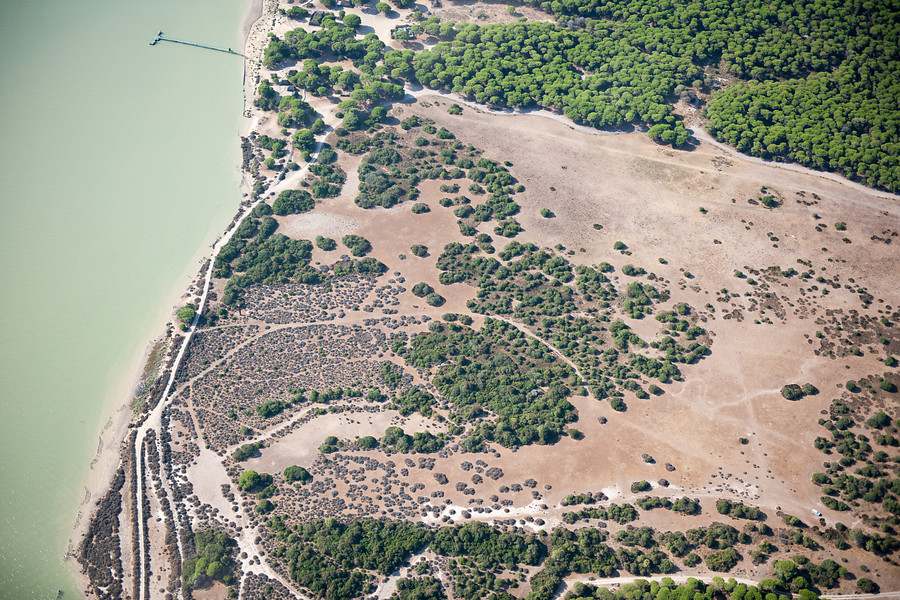Parque Nacional de Doñana, en Huelva. / Foto: Junta de Andalucía.