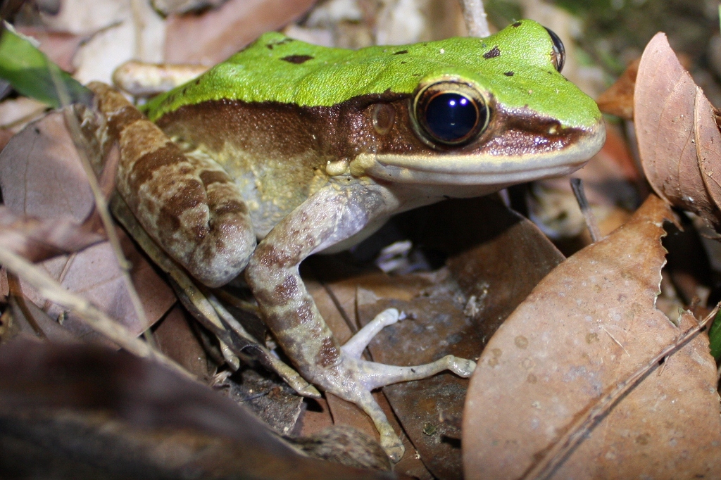 Rana Odorrana. / Foto: Wikipedia.