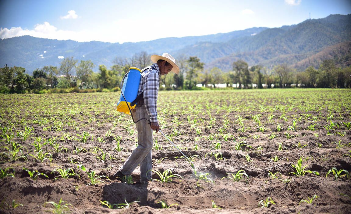 La incorporación de más productos registrados representa una alternativa valiosa, especialmente para pequeños y medianos productores. / Foto: MAGA