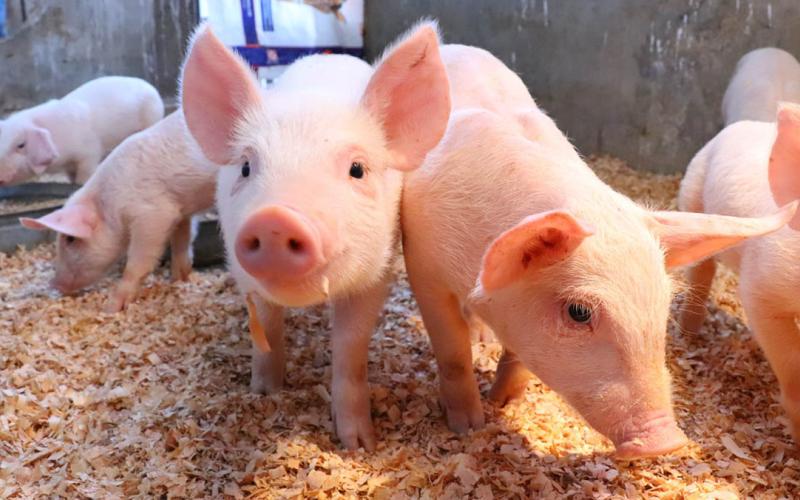 El MAGA emite algunas recomendaciones para proteger a los animales de las altas temperaturas.