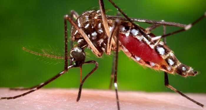 Ministerio de Salud llama a la prevención del Dengue. (Foto: archivo)