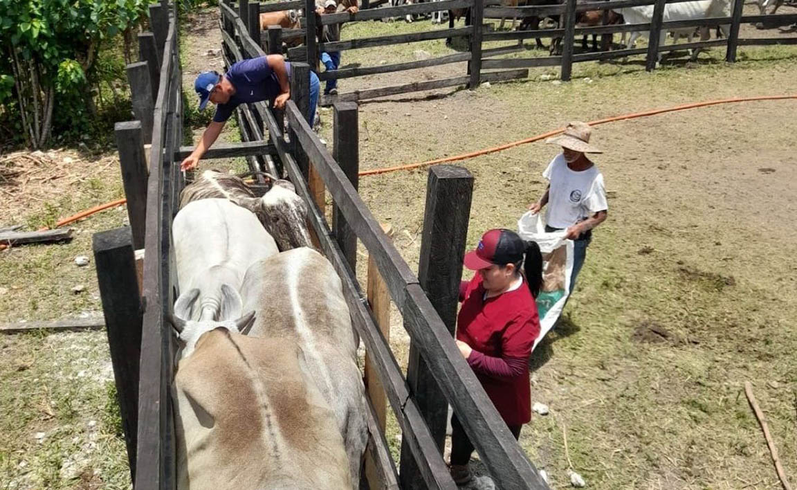 Fortalecen capacidades de ganaderos en Melchor de Mencos con jornada técnica