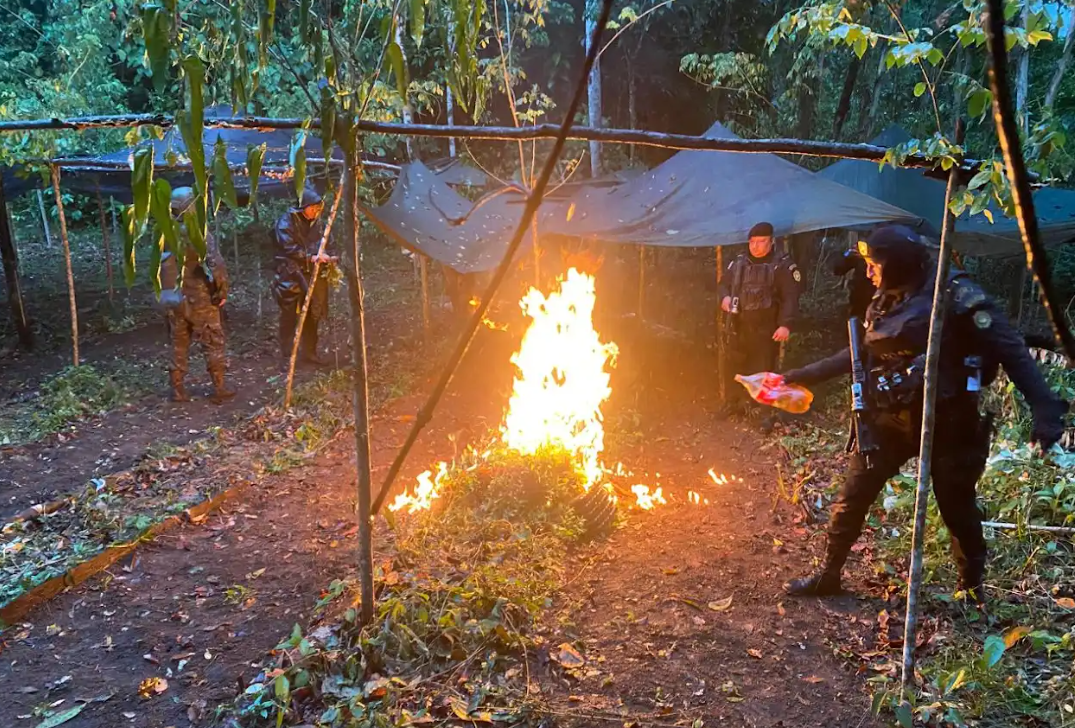 Ejército erradica plantación de coca en Alta Verapaz