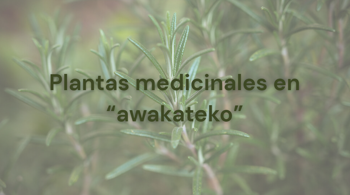 La Academia de Lenguas Mayas de Guatemala (ALMG), comparte contenido educativo en sus plataformas digitales para fortalecer las raíces mayas. / Arte: AGN.