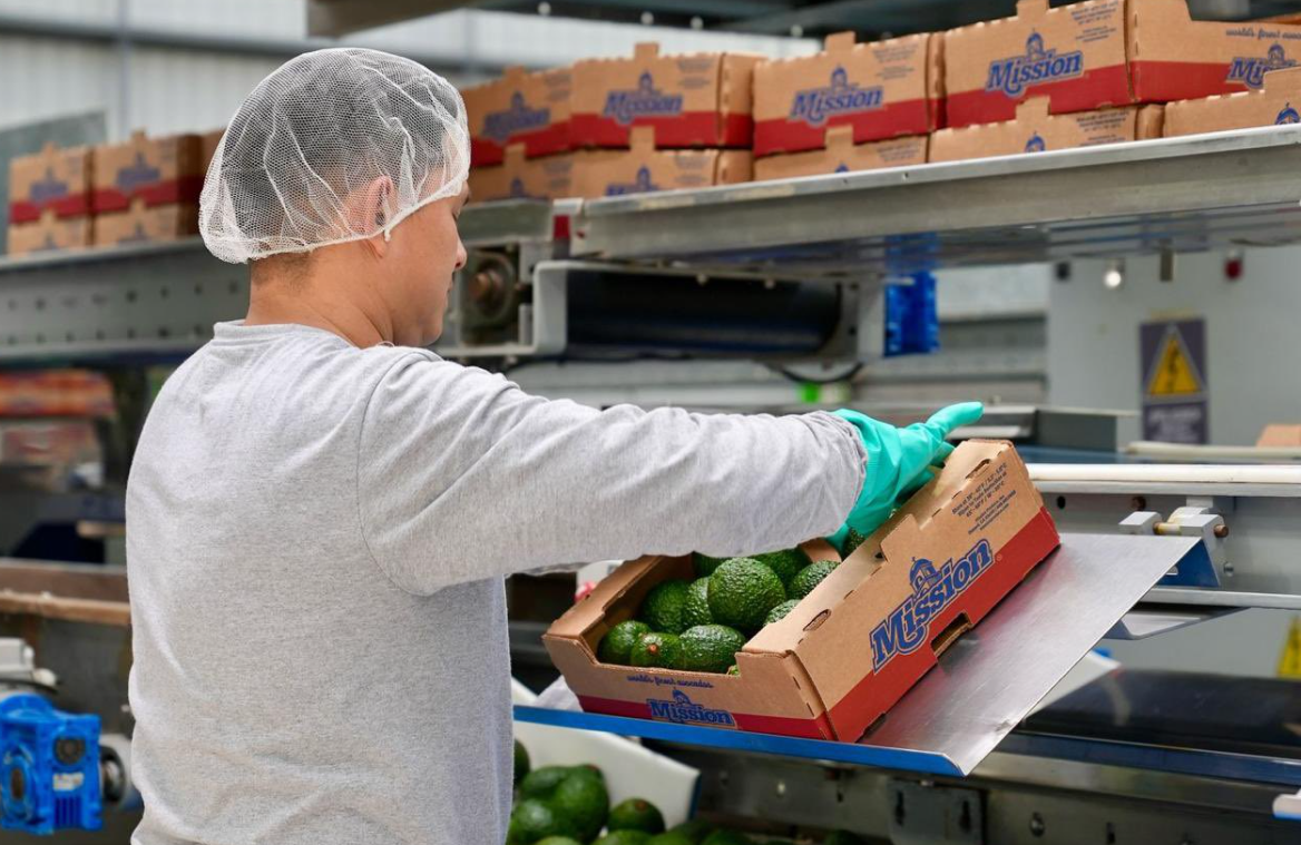 Guatemala, más cerca de exportar aguacate a los Estados Unidos