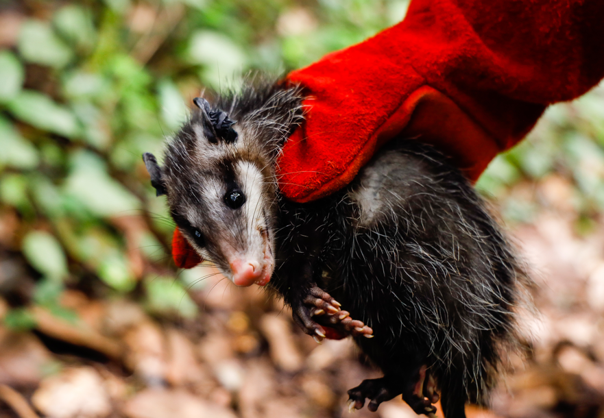 Ante el avistamiento de animales silvestres el Conap comparte recomendaciones. (Foto: Conap)
