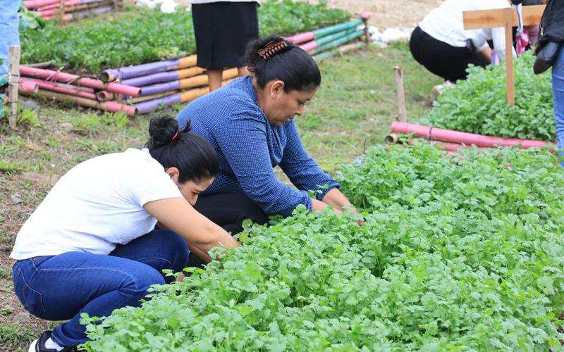 El cilantro o culantro es una planta condimenticia de sabor único. / Foto: MAGA.